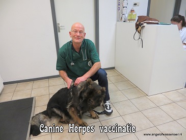De canine herpes injectie